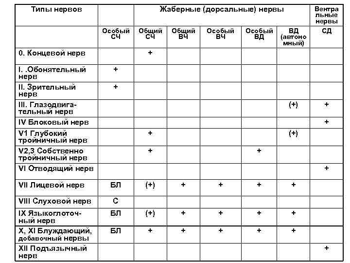   Типы нервов    Жаберные (дорсальные) нервы  Вентра  