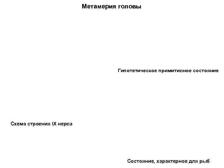      Метамерия головы    Гипотетическое примитивное состояние Схема