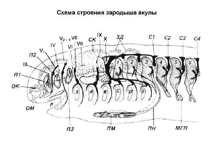 Схема строения зародыша акулы 