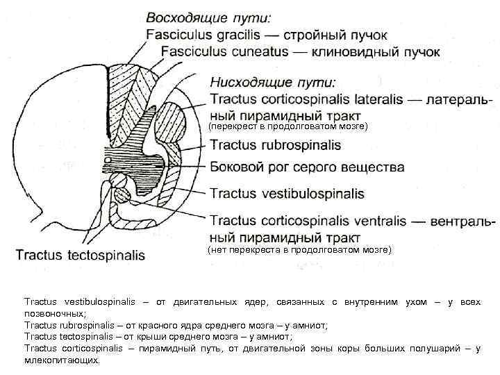       (перекрест в продолговатом мозге)    