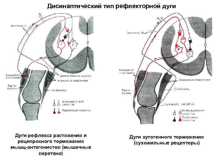   Дисинаптический тип рефлекторной дуги Дуги рефлекса растяжения и  Дуги аутогенного торможения