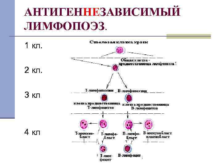 Схема процессинга антигена мнс 1