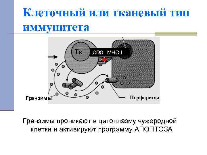 Клеточный или тканевый тип иммунитета Тк CD 8 MHC I Клеточный или тканевый тип иммунитета Тк CD 8 MHC I