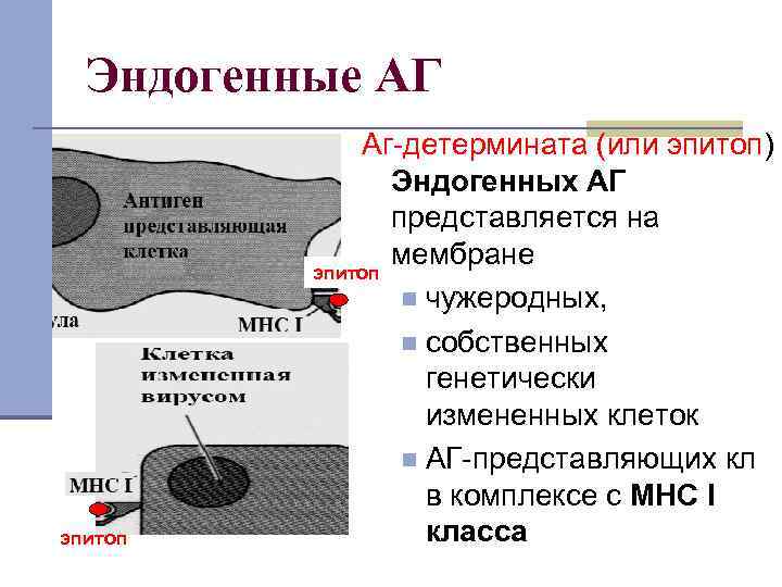 Эндогенные АГ Аг-детермината (или эпитоп) Эндогенных АГ Эндогенные АГ Аг-детермината (или эпитоп) Эндогенных АГ