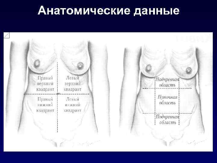 Анатомические данные 