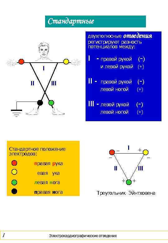 Отведения регистрирующее разность потенциалов