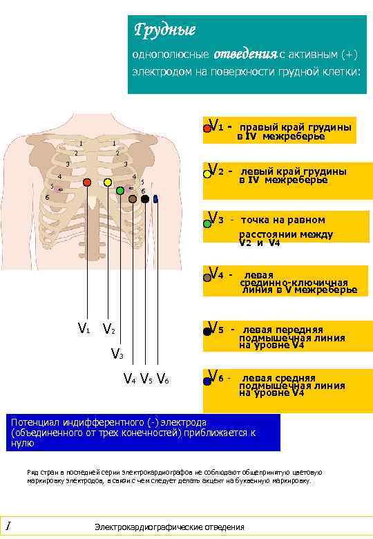 Грудные однополюсные отведения с активным (+) электродом на поверхности грудной клетки: V 1 1