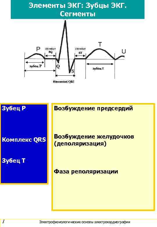 Элементы ЭКГ: Зубцы ЭКГ. Сегменты сегмент PQ зубец Р сегмент ST Q S зубец
