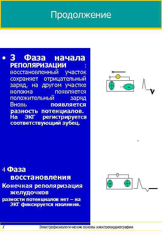 Продолжение • 3 Фаза начала РЕПОЛЯРИЗАЦИИ : восстановленный участок сохраняет отрицательный заряд, на другом