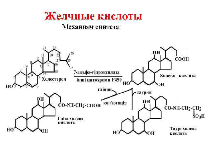 Желчные кислоты Механизм синтеза: 