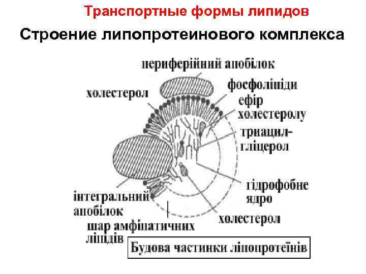 Транспортные формы липидов Строение липопротеинового комплекса 