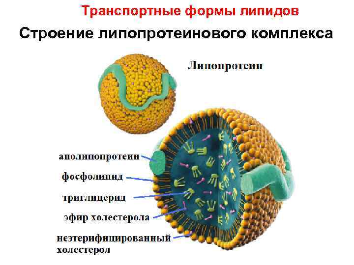 Транспортные формы липидов Строение липопротеинового комплекса 