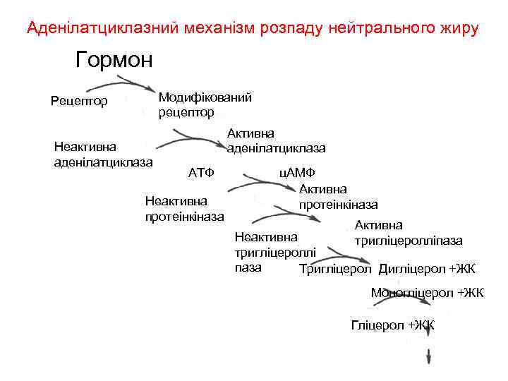 Аденілатциклазний механізм розпаду нейтрального жиру Гормон Модифікований рецептор Рецептор Неактивна аденілатциклаза АТФ Неактивна протеінкіназа