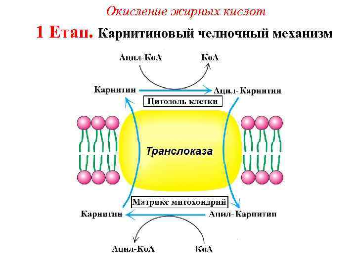 Окисление жирных кислот 1 Етап. Карнитиновый челночный механизм 