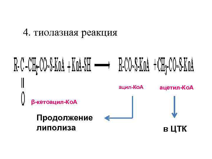 4. тиолазная реакция ацил-Ко. А ацетил-Ко. А β-кетоацил-Ко. А Продолжение липолиза в ЦТК 