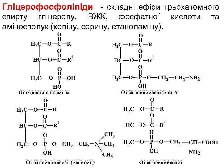 Гліцерофосфоліпіди - складні ефіри трьохатомного спирту гліцеролу, ВЖК, фосфатної кислоти аміносполук (холіну, серину, етаноламіну).