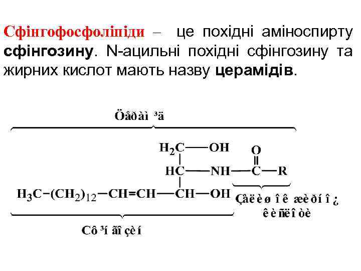 Сфінгофосфоліпіди – це похідні аміноспирту сфінгозину. N-ацильні похідні сфінгозину та жирних кислот мають назву