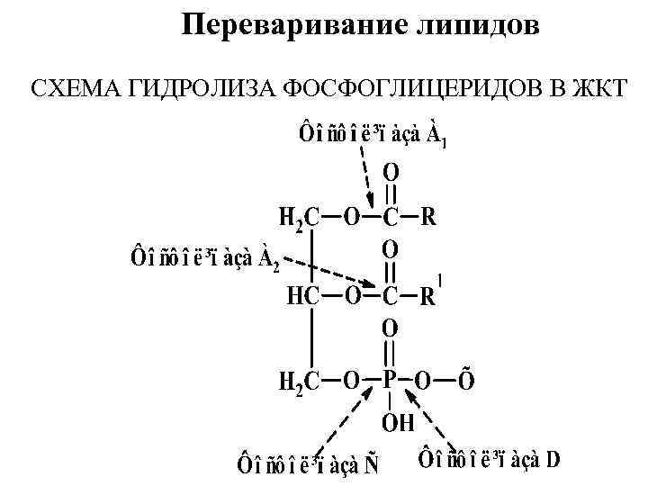 Переваривание липидов СХЕМА ГИДРОЛИЗА ФОСФОГЛИЦЕРИДОВ В ЖКТ 