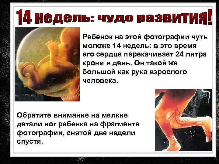 Ребенок на этой фотографии чуть моложе 14 недель: в это время его сердце перекачивает