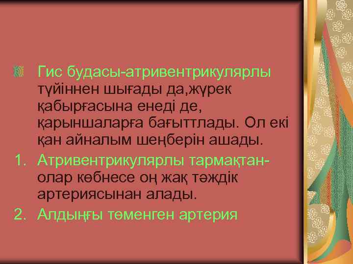 Гис будасы-атривентрикулярлы түйіннен шығады да, жүрек қабырғасына енеді де, қарыншаларға бағыттлады. Ол екі қан