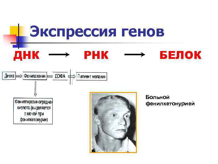 Экспрессия генов. Экспрессия Гена. Сайленсинг генов. Экспрессия ДНК.