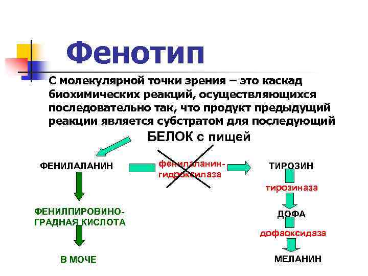 Виды фенотипов