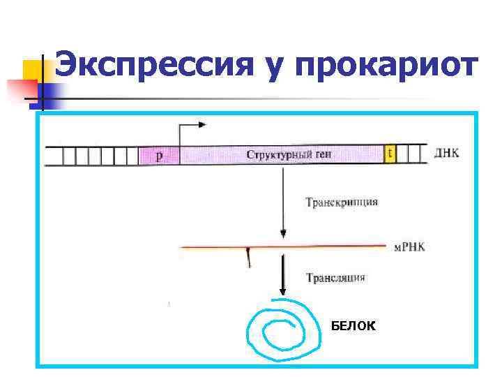 Экспрессия у прокариот БЕЛОК 