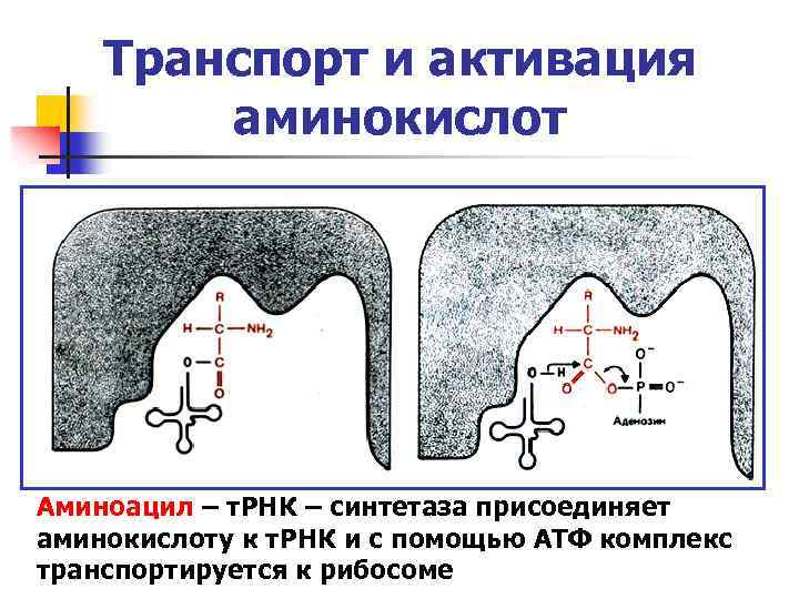 Транспорт и активация аминокислот Аминоацил – т. РНК – синтетаза присоединяет аминокислоту к т.