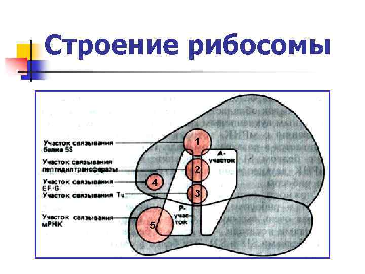 Рибосомы рисунок схематично в клетке