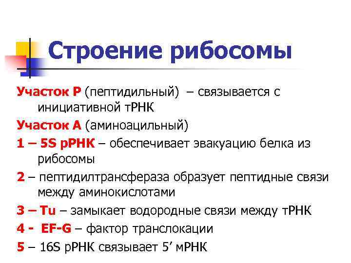 Строение рибосомы Участок Р (пептидильный) – связывается с инициативной т. РНК Участок А (аминоацильный)