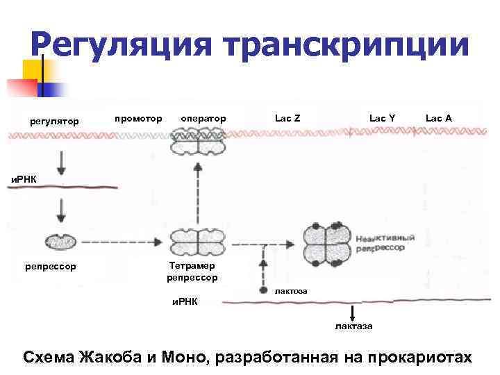 Каким номером на рисунке обозначена молекула на которой располагается промотор