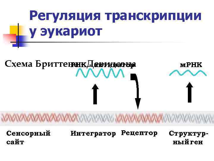 Особенности транскрипции у эукариот