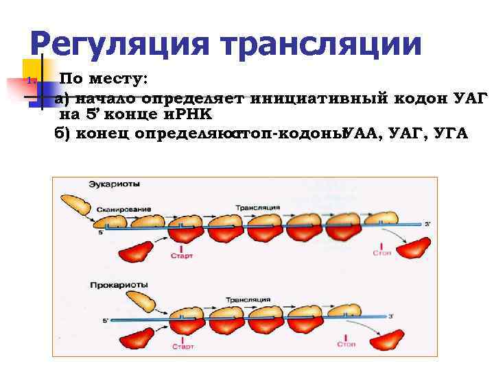 Регуляция трансляции 1. По месту: а) начало определяет инициативный кодон УАГ на 5’ конце