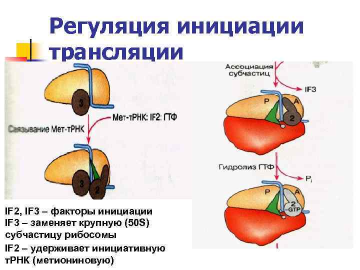 Регуляция инициации трансляции IF 2, IF 3 – факторы инициации IF 3 – заменяет