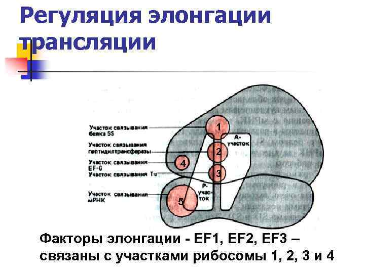 Регуляция элонгации трансляции 1 2 4 3 5 Факторы элонгации - ЕF 1, EF