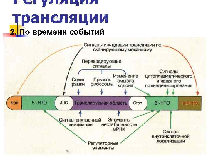 Регуляция трансляции 2. По времени событий 