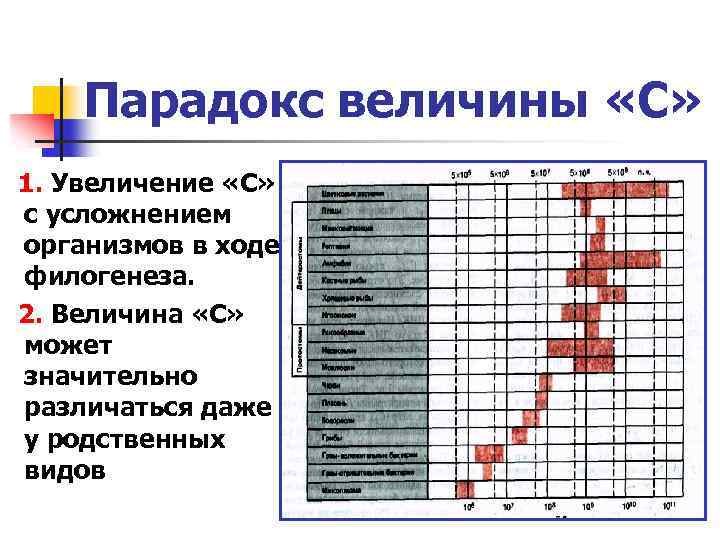 Парадокс величины «С» 1. Увеличение «С» с усложнением организмов в ходе филогенеза. 2. Величина