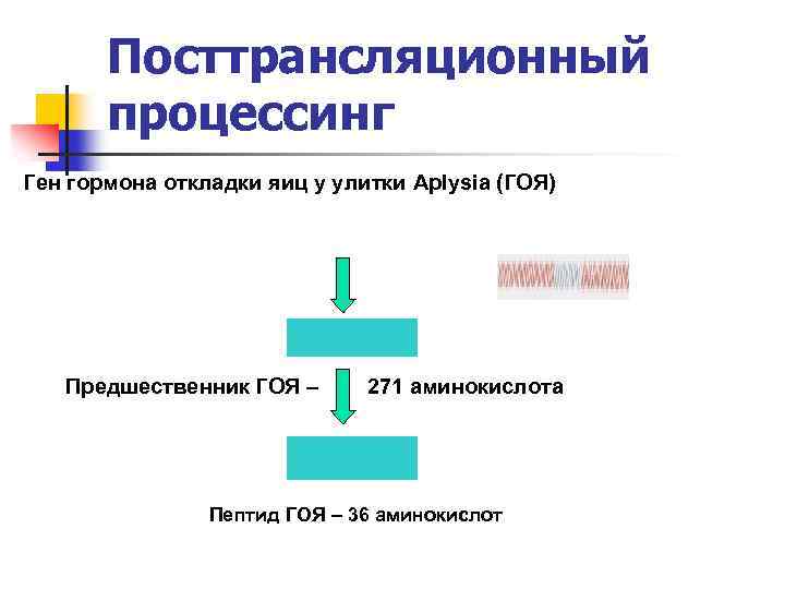 Посттрансляционный процессинг Ген гормона откладки яиц у улитки Aplysia (ГОЯ) Предшественник ГОЯ – 271