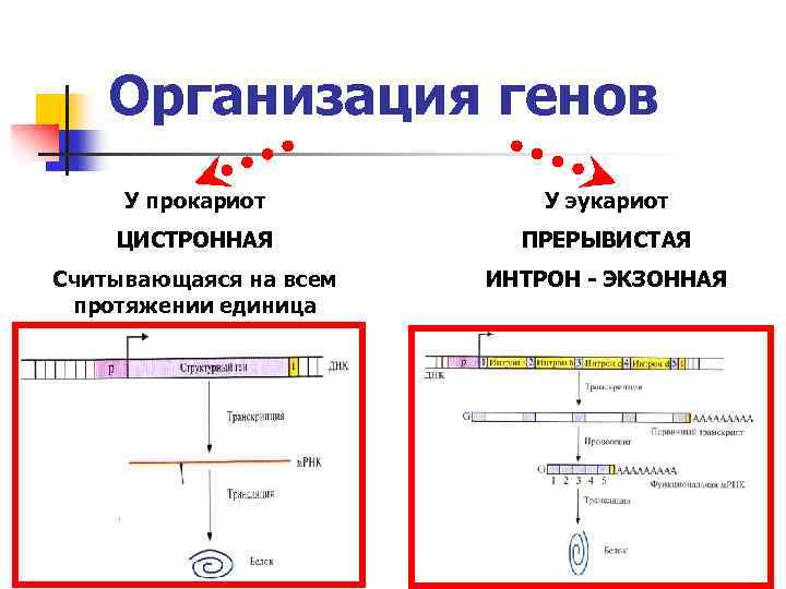 Геном прокариот и эукариот