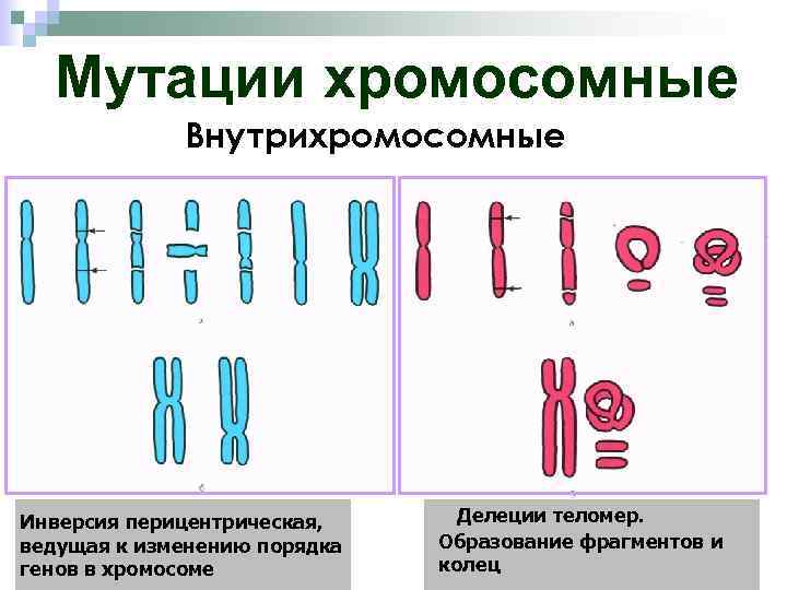 Примеры хромосомных мутаций. Внутрихромосомные мутации схема. Геномные мутации и хромосомные аберрации. Хромосомные мутации схема. Хромосомные аберрации схема.