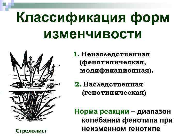 Классификация форм изменчивости 1. Ненаследственная (фенотипическая, модификационная). 2. Наследственная (генотипическая) Стрелолист Норма реакции –