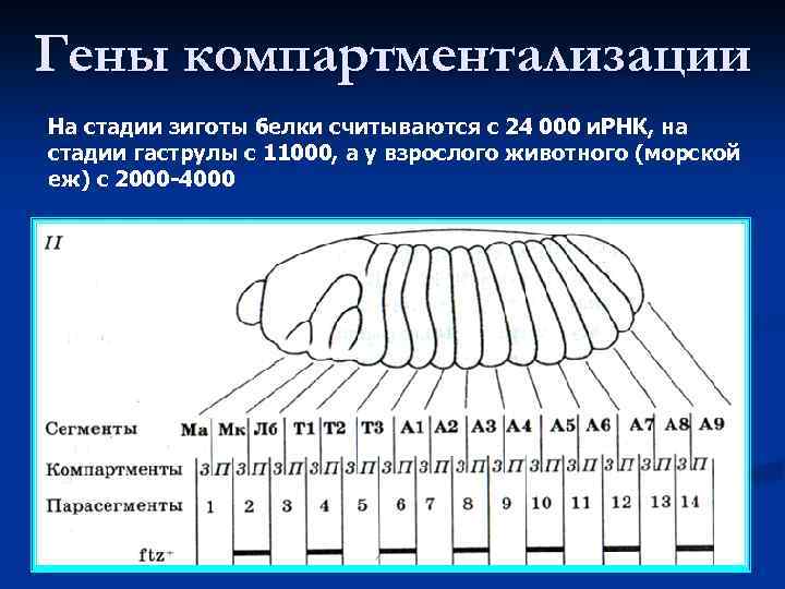 Гены компартментализации На стадии зиготы белки считываются с 24 000 и. РНК, на стадии