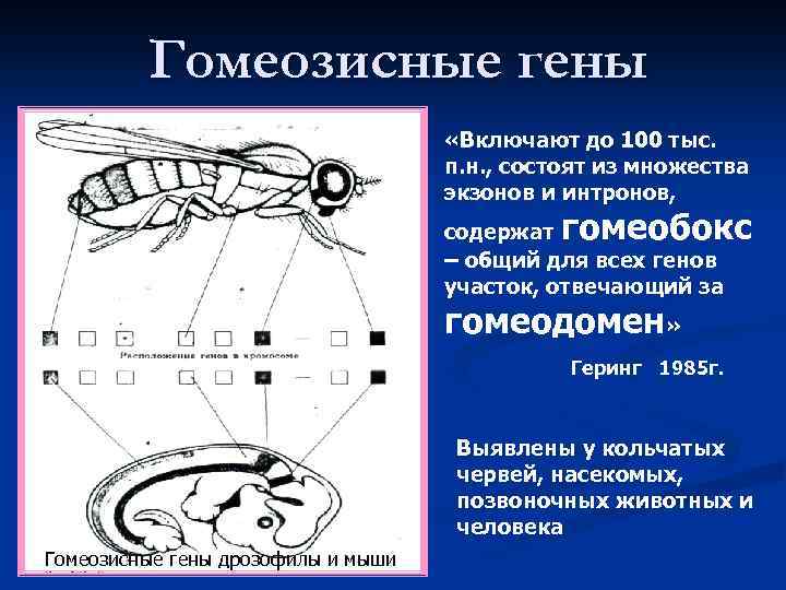 Гомеозисные гены «Включают до 100 тыс. п. н. , состоят из множества экзонов и