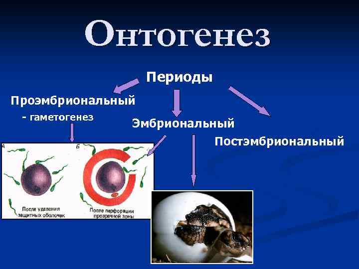 Онтогенез Периоды Проэмбриональный - гаметогенез Эмбриональный Постэмбриональный 