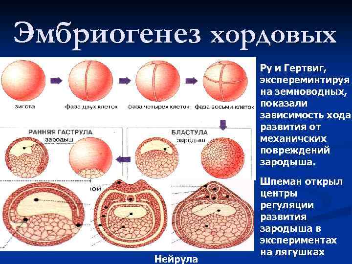 Эмбриогенез хордовых Ру и Гертвиг, экспереминтируя на земноводных, показали зависимость хода развития от механичских