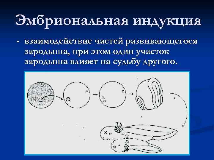 Эмбриональная индукция - взаимодействие частей развивающегося зародыша, при этом один участок зародыша влияет на