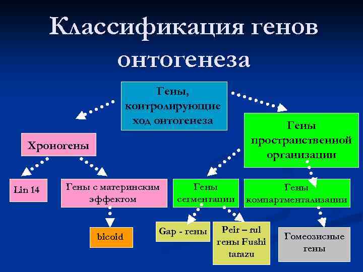 Классификация генов онтогенеза Гены, контролирующие ход онтогенеза Хроногены Lin 14 Гены с материнским эффектом