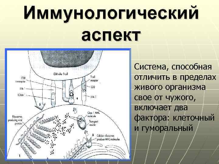 Иммунологический аспект Система, способная отличить в пределах живого организма свое от чужого, включает два