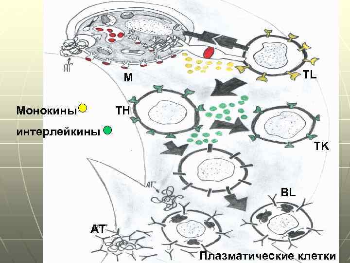 TL М Монокины TH интерлейкины TK BL АТ Плазматические клетки 