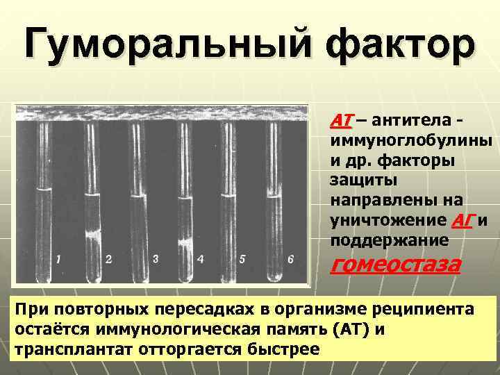 Гуморальный фактор АТ – антитела - иммуноглобулины и др. факторы защиты направлены на уничтожение